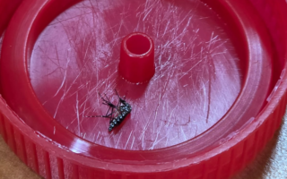 Vigilancia comunitaria permite hallar foco N°17 de Aedes Aegypti