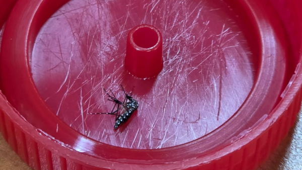Vigilancia comunitaria permite hallar foco N°17 de Aedes Aegypti
