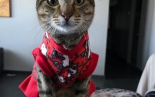 SAG exigirá microchip o tatuaje a perros y gatos que ingresen a Chile